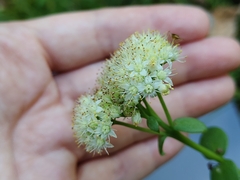 Hylotelephium maximum