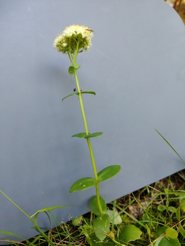 Hylotelephium maximum, photograph 1