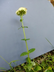 Hylotelephium maximum, photograph Екатерина Гущина, CC BY, iNaturalist via GBIF