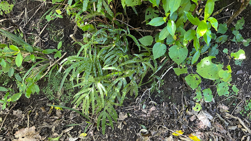 Pteris cretica, photograph 2