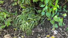 Pteris cretica, photograph (c) Tim Park, some rights reserved (CC BY)
