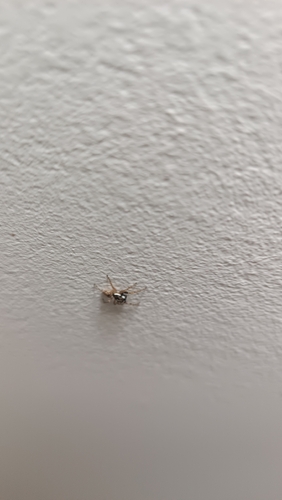 Half-edged Wall Jumping Spider