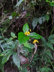 Lysimachia ardisioides