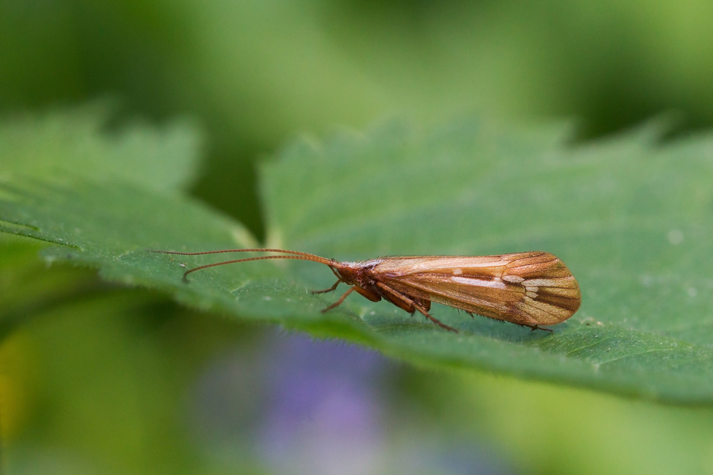 Limnephilus elegans