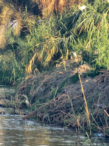 iNaturalist image