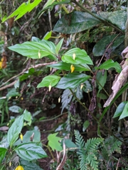 Lysimachia ardisioides