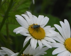 Clanoptilus emarginatus