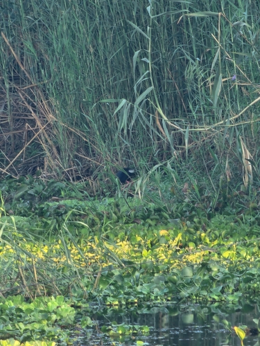 iNaturalist: (c) Mohanad Hatem, some rights reserved (CC BY-NC), uploaded by Mohanad Hatem iNaturalist image