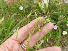 Crepis pulchra