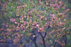 Dodonaea lobulata