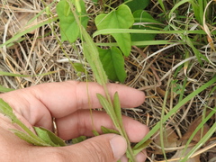 Crepis pulchra
