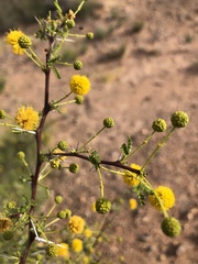 Vachellia vernicosa