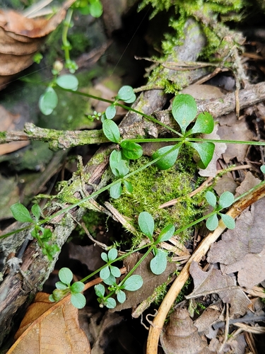 Galium palustre, photograph 4