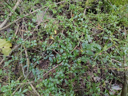 Galium palustre, photograph 5