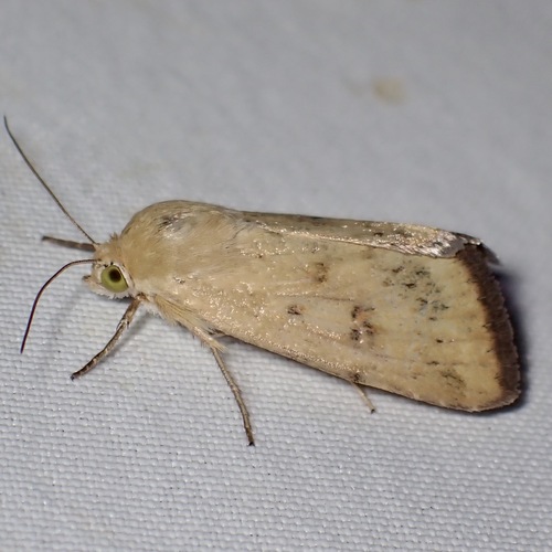 Paradoxical Grass Moth photo 3