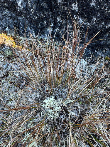 Oreojuncus trifidus, photograph 4