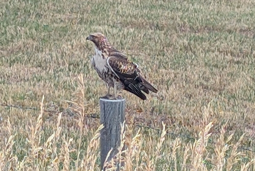 Red-tailed Hawk