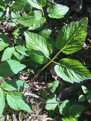Aegopodium