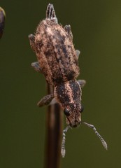 Andrion regensteinense