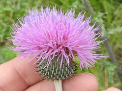 Cirsium engelmannii