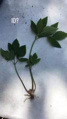 Aegopodium