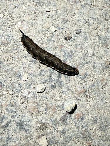 Convolvulus Hawkmoth