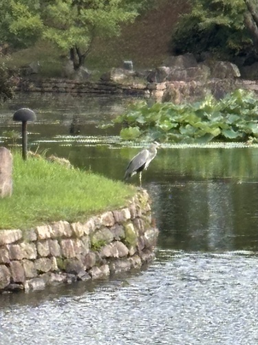 Grey Heron