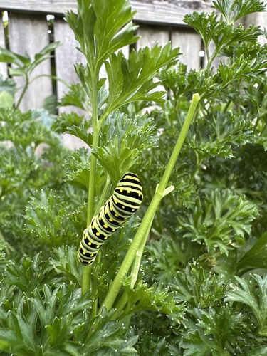 Eastern Black Swallowtail
