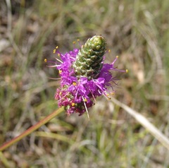 Dalea compacta