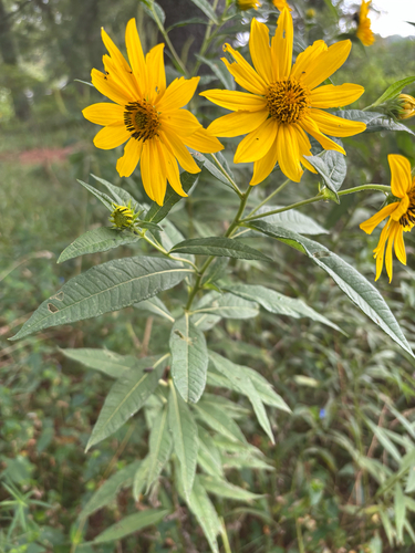 iNaturalist observation photo of giant sunflower