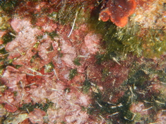Leptomysis mediterranea