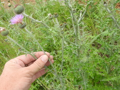 Cirsium engelmannii