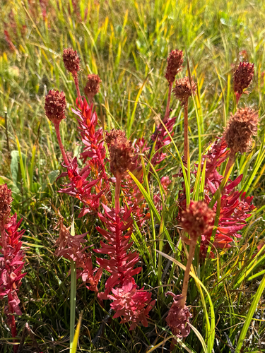 Rhodiola rhodantha, photograph 1