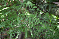Adiantum formosum, photograph (c) Bryce Watts-Parker, some rights reserved (CC BY)