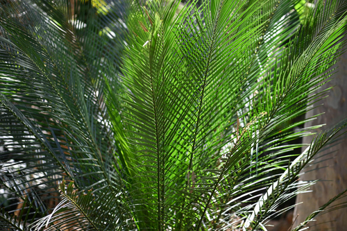 Macrozamia communis