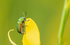 Cryptocephalus aureolus