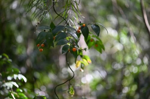 Eustrephus latifolius, photograph 6