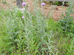 Cirsium engelmannii