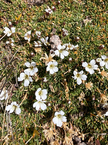 Cherleria obtusiloba, photograph 4