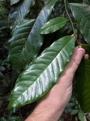 Virola (Virola michelii)