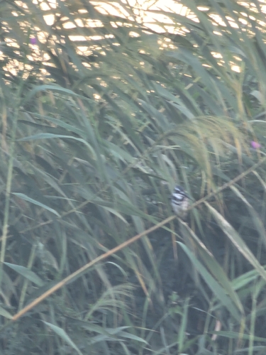 iNaturalist image