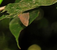 Euselasia brevicauda