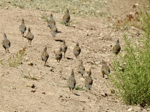 California Quail seen in Sonoma Valley