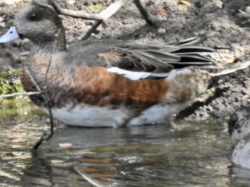 American Wigeon seen in Sonoma Valley