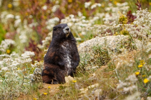 Vancouver Island Marmot