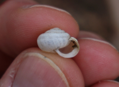 Praticolella berlandieriana