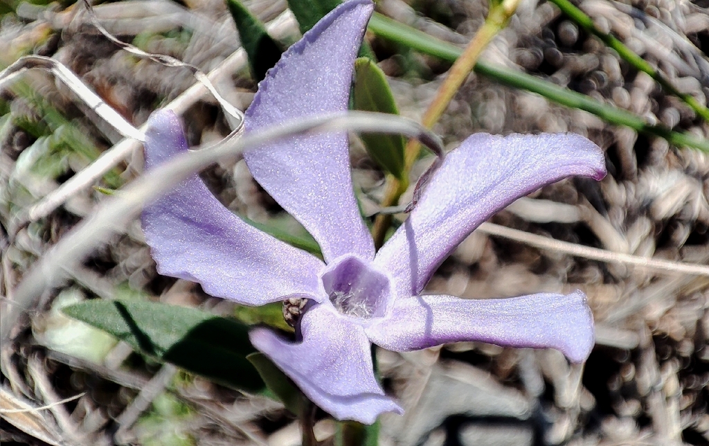 Vinca herbacea; photograph author not stated, no rights reserved
