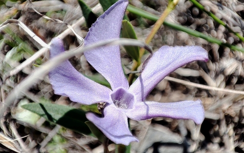 Vinca herbacea