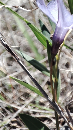 Vinca herbacea, photograph 1