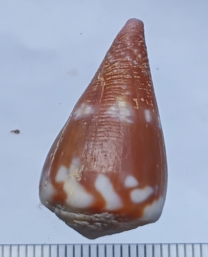 Conus rattus observed 2026-09-05